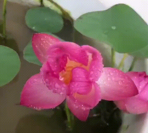 Bonsai Lotus Flower Seeds